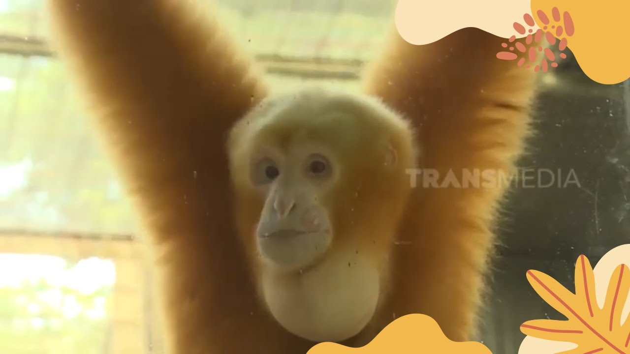 Siamang Suara Nyaringnya Candu Banget | SI OTAN (11/07/22)