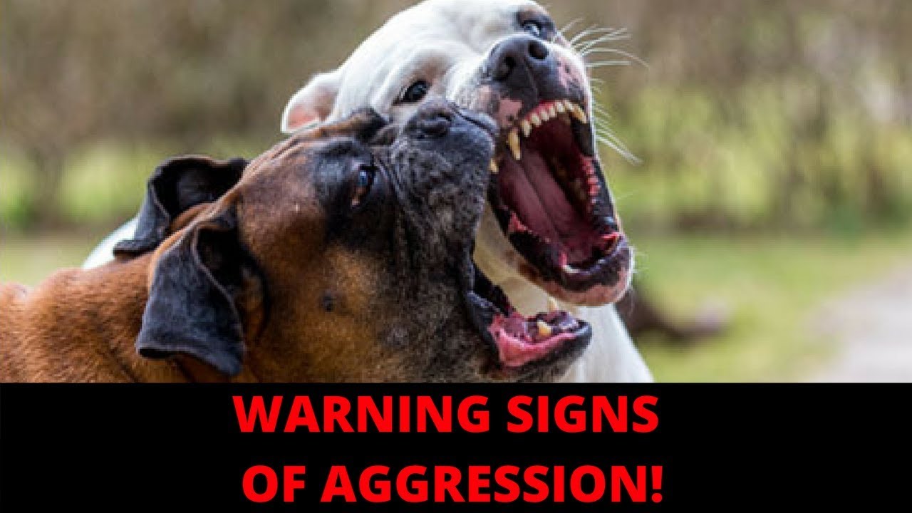 Dog Warning Signs Of Aggression Or Biting