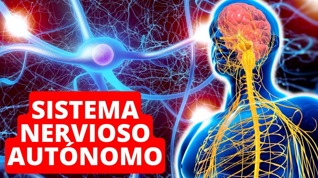 Объяснение АВТОНОМНОЙ НЕРВНОЙ СИСТЕМЫ: функции и строение 🧠