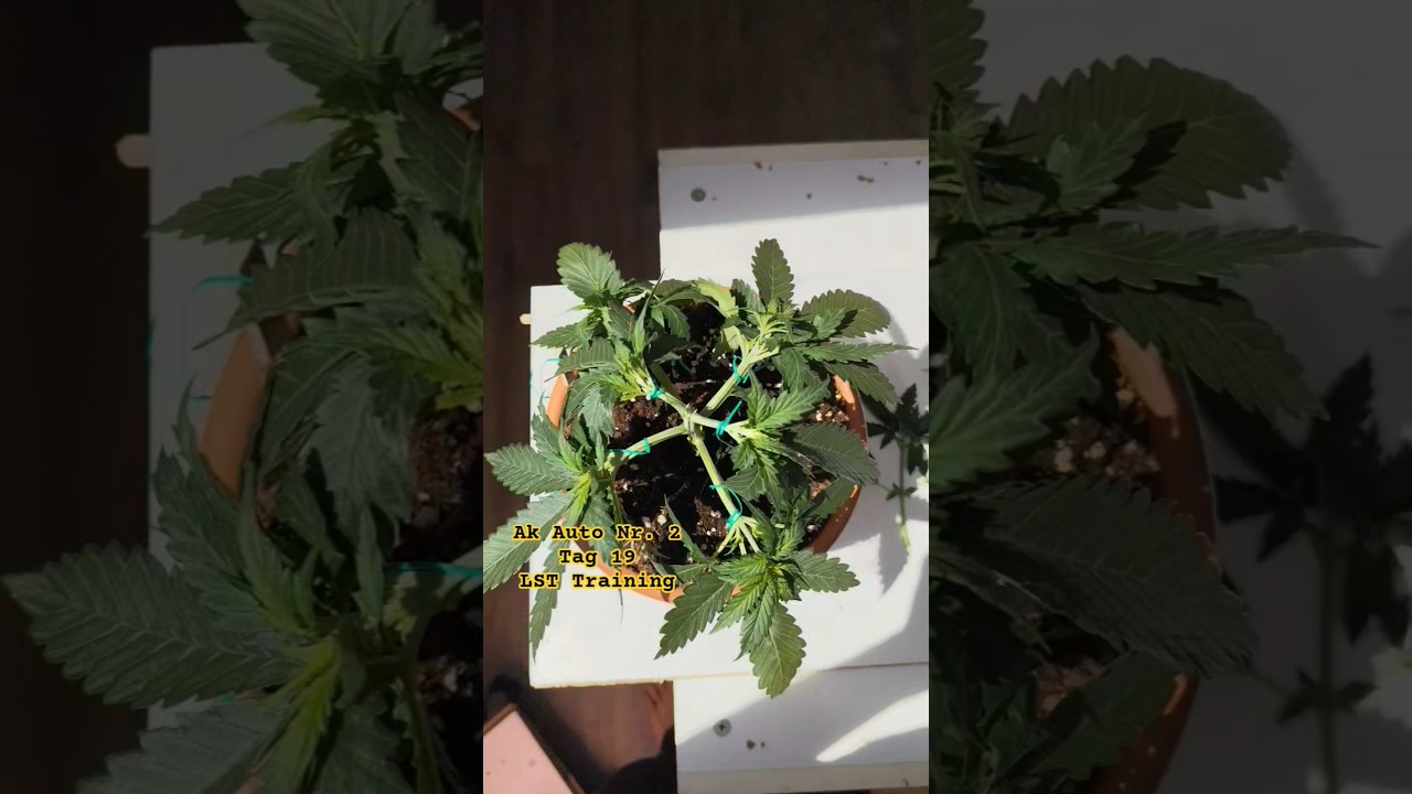 AK Auto 🌿 Tag 19 LST Training #Shorts #YouTubeShorts