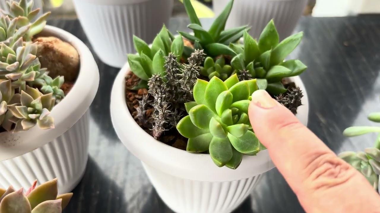 Como cultivar suculentas com o sol  por trás do vaso 