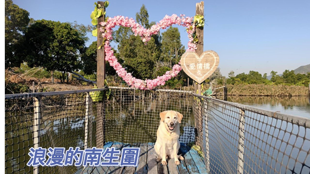婚紗橋畔輕風起,南生圍裡醉自然