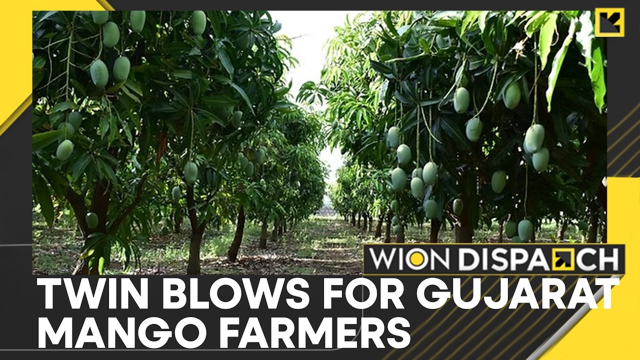 Iran War And Bad Weather Crush Gujarat Mango Farmers With Heavy Losses | WION Dispatch