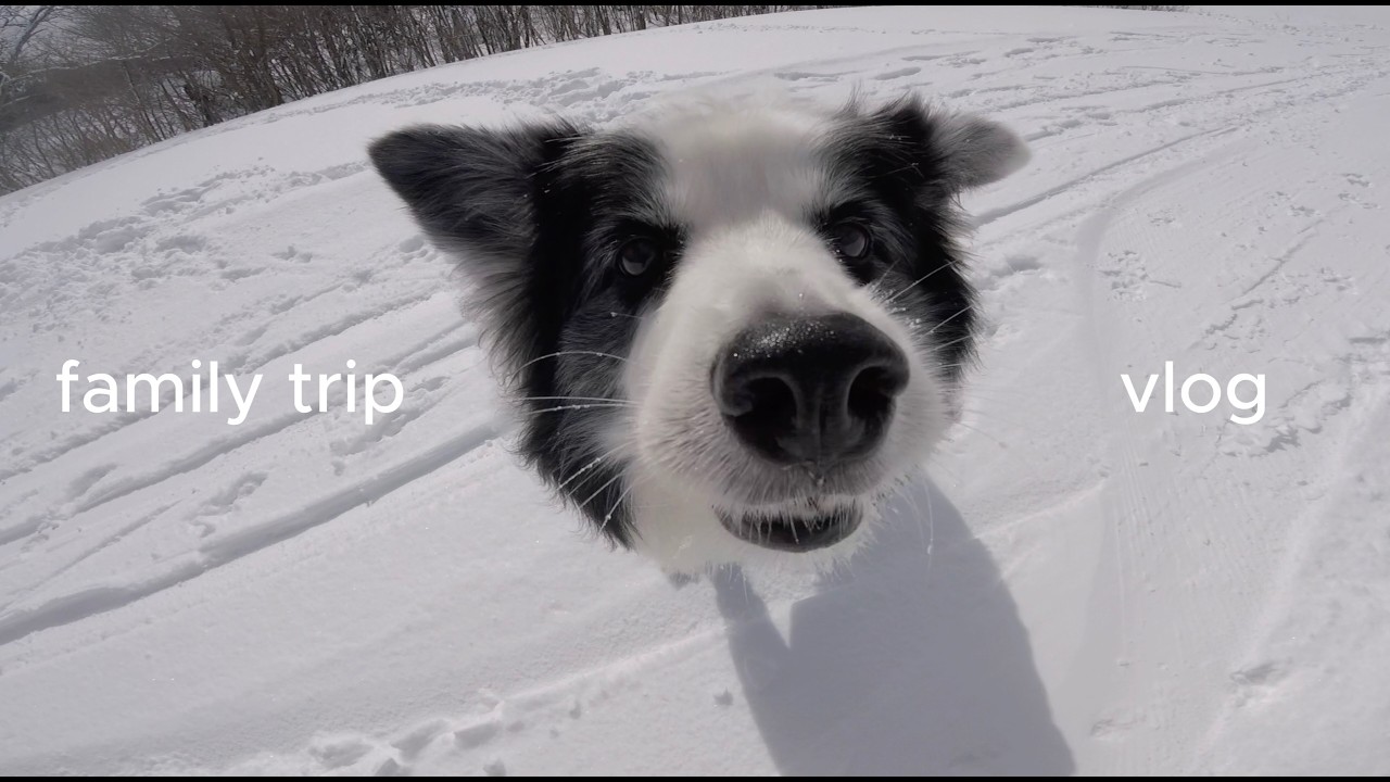 【vlog】ワンコと走れるスキー場に行って旅行もしてきた🇯🇵