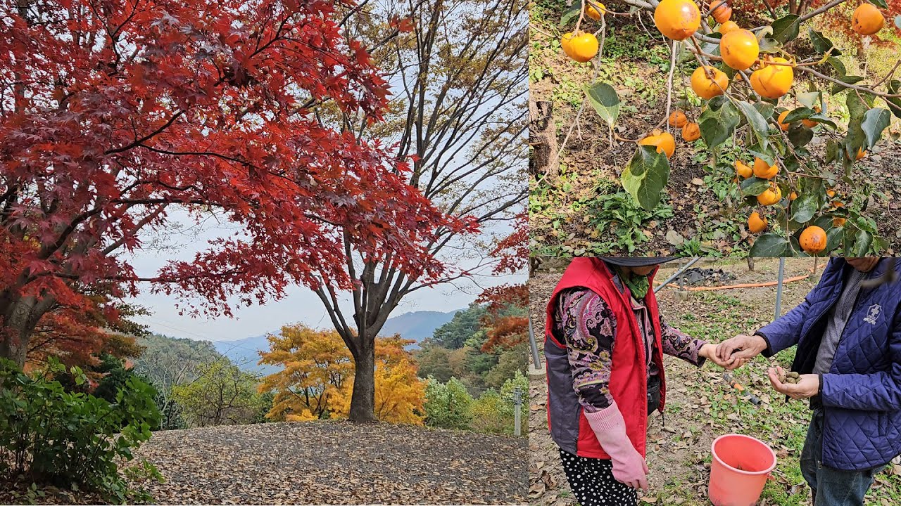 형형색색 시골집 가을풍경 🍁ㅣ감·키위 수확 🍊🥝ㅣ단풍과 물소리 ASMRㅣColors & Harvesting Persimmons & Kiwi ASMR