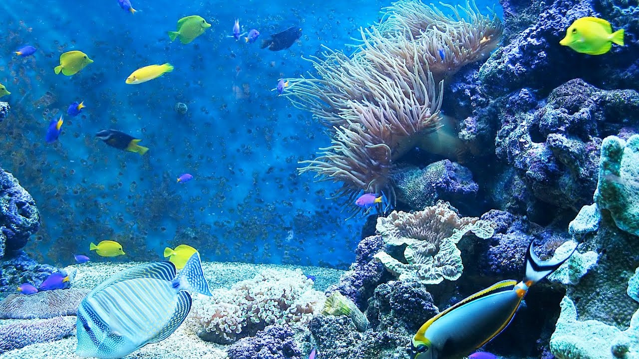 Why Fish at Tank Bottom Are Not Eating | Aquarium Care