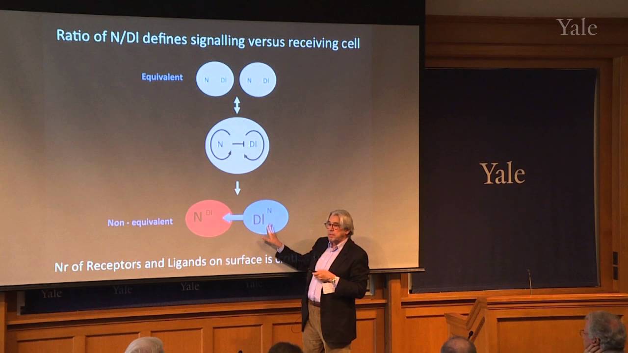 Spyros Artavanis-Tsakonas, “A Notch Signaling Story: It All Started at Yale“