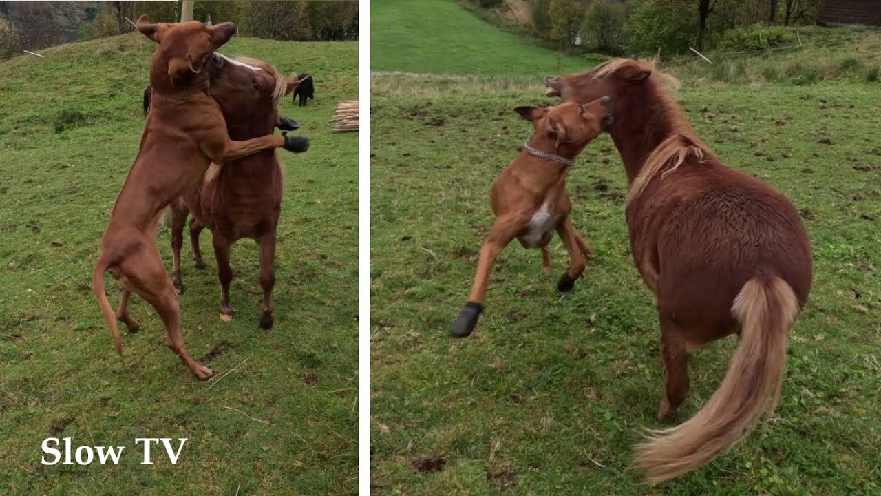 Dog and Horse playing | Odin and Mikro | Rhodesian Ridgeback and Minihorse | Slow TV