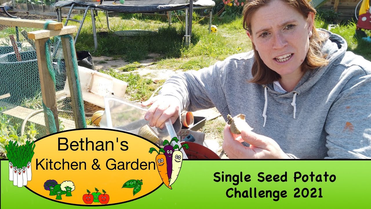 Single seed potato challenge 2021