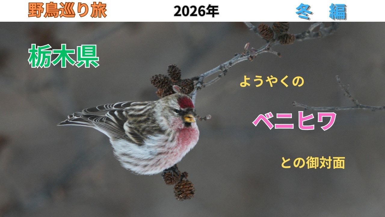 [野鳥巡り旅] 吹雪の中、枝先で強風に煽られながらも懸命に採餌するベニヒワの小群