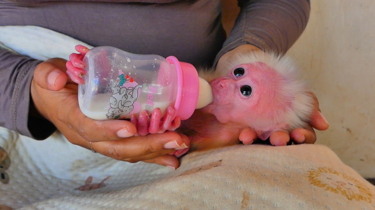 The monkey is drinking milk and is very cute, and its mother is very attentive.