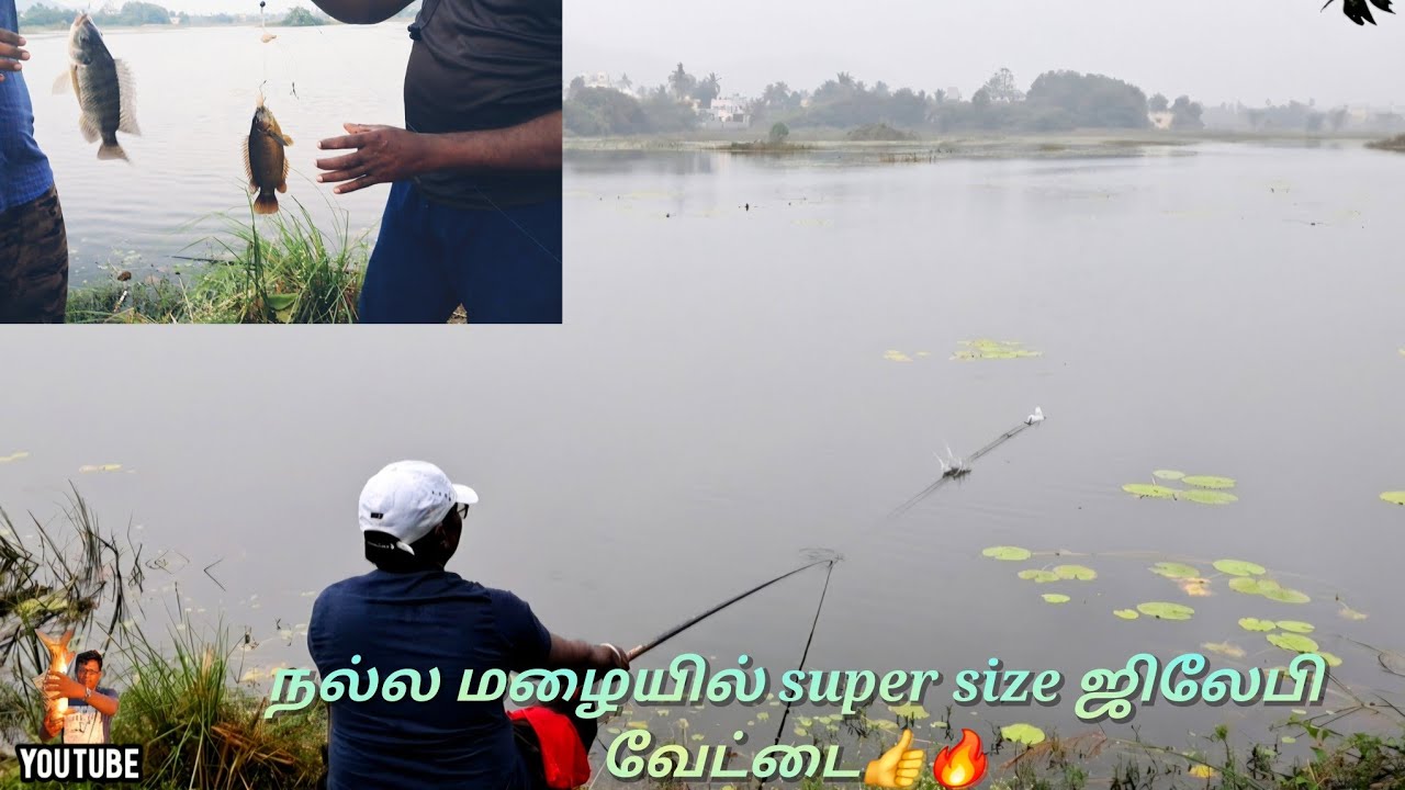 ⛈️நல்ல மழை🌞வெயில் இரண்டு நாட்கள் super big size Tilapia ஜிலேபி மீன் வேட்டை/vol-105🔥💯