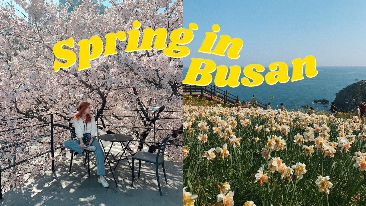 going to Busan for cherry blossoms 💛spring in korea + cafe hopping vlog