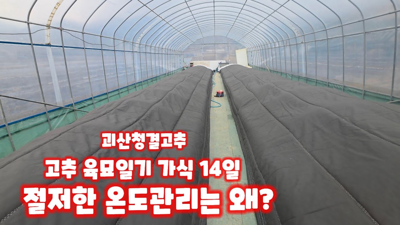 고추 육묘일기 가식 14일 온도 관리 하우스 안 밖 최저 최고 온도 체크 괴산청결고추 고춤모종키우기 충북 괴산 풀뿌리농장 석성수 [고추재배방법]