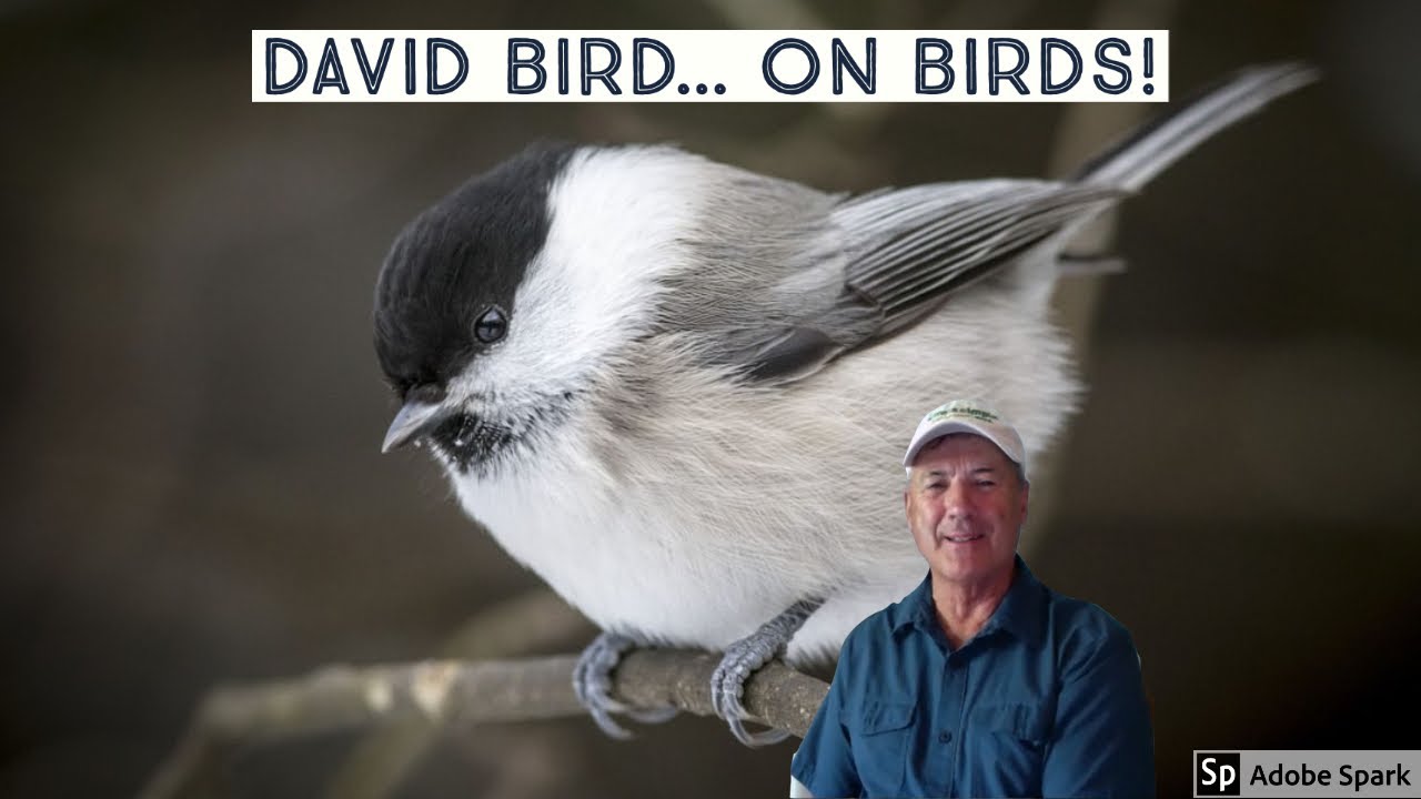 David Bird, Expert on Birds | Coffee With Cornelius | June 26, 2020