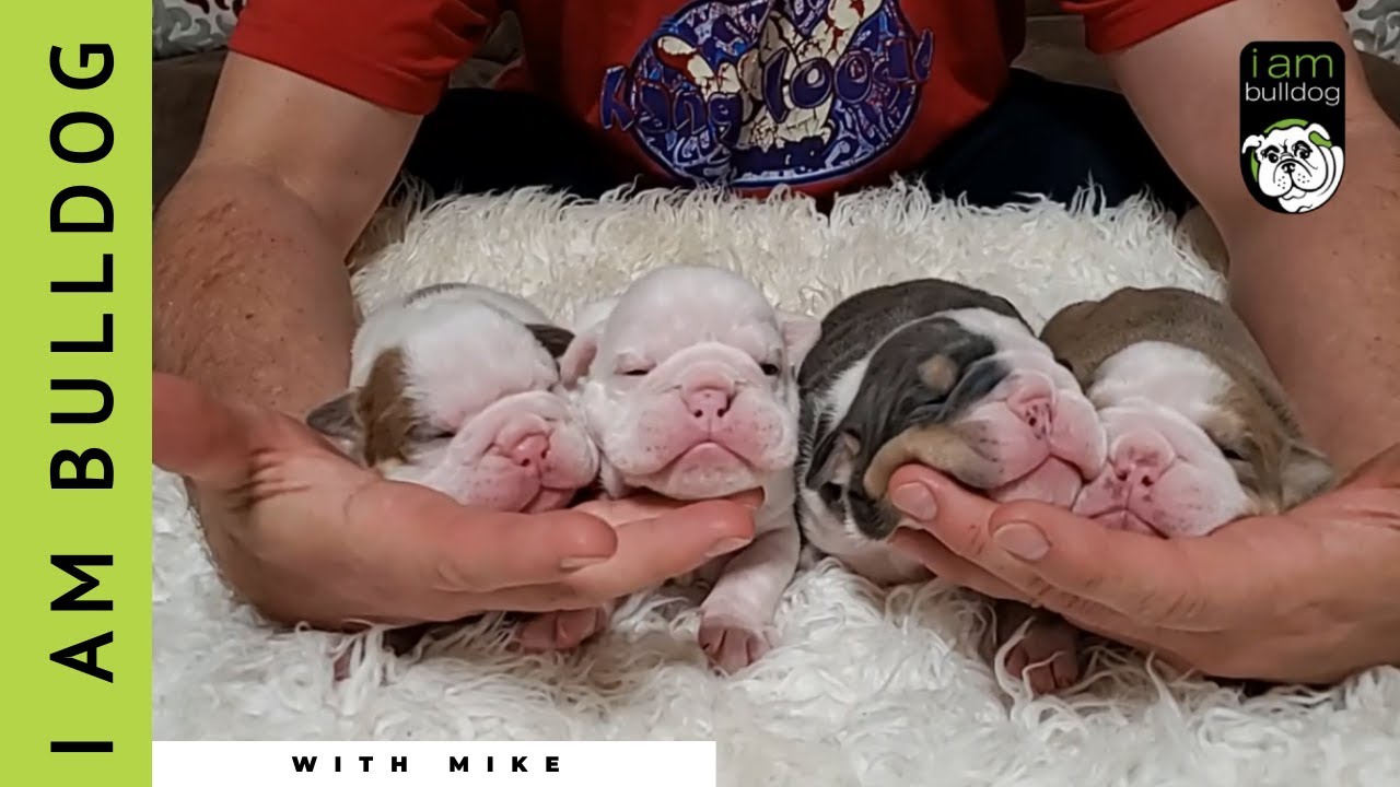 Best English Bulldog Puppy Litter Ever With Mike Tucker | I Am Bulldog | 2021