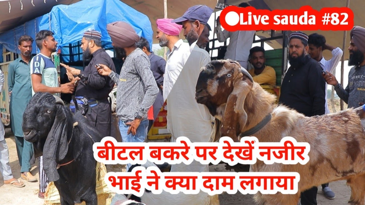 नजीर ने किया बीटल बकरों का सौदा - Punjabi Bittle Bakre - goat farming @ILTI LANA TV