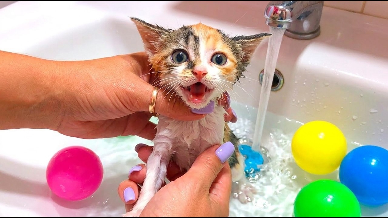Спасение испуганного уличных котенка: его самое первое купание! 🥺