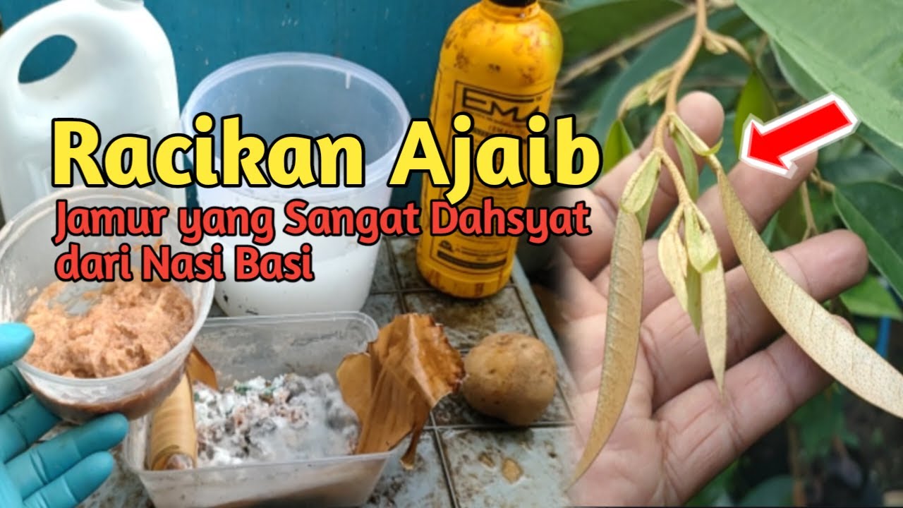Membuat POC Super Dahsyat dari Nasi Basi