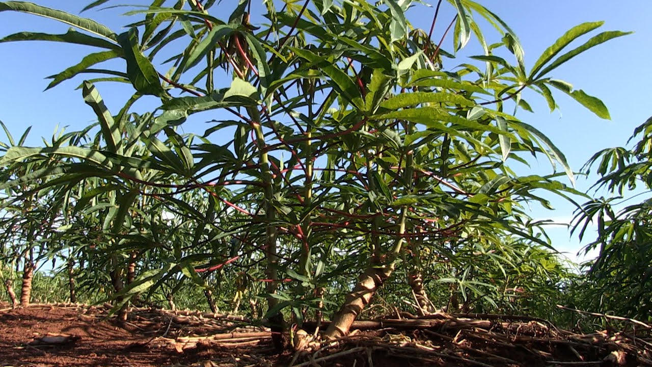 Pesquisador indica onde comprar as mandiocas BRS396, BRS399 e BRS429