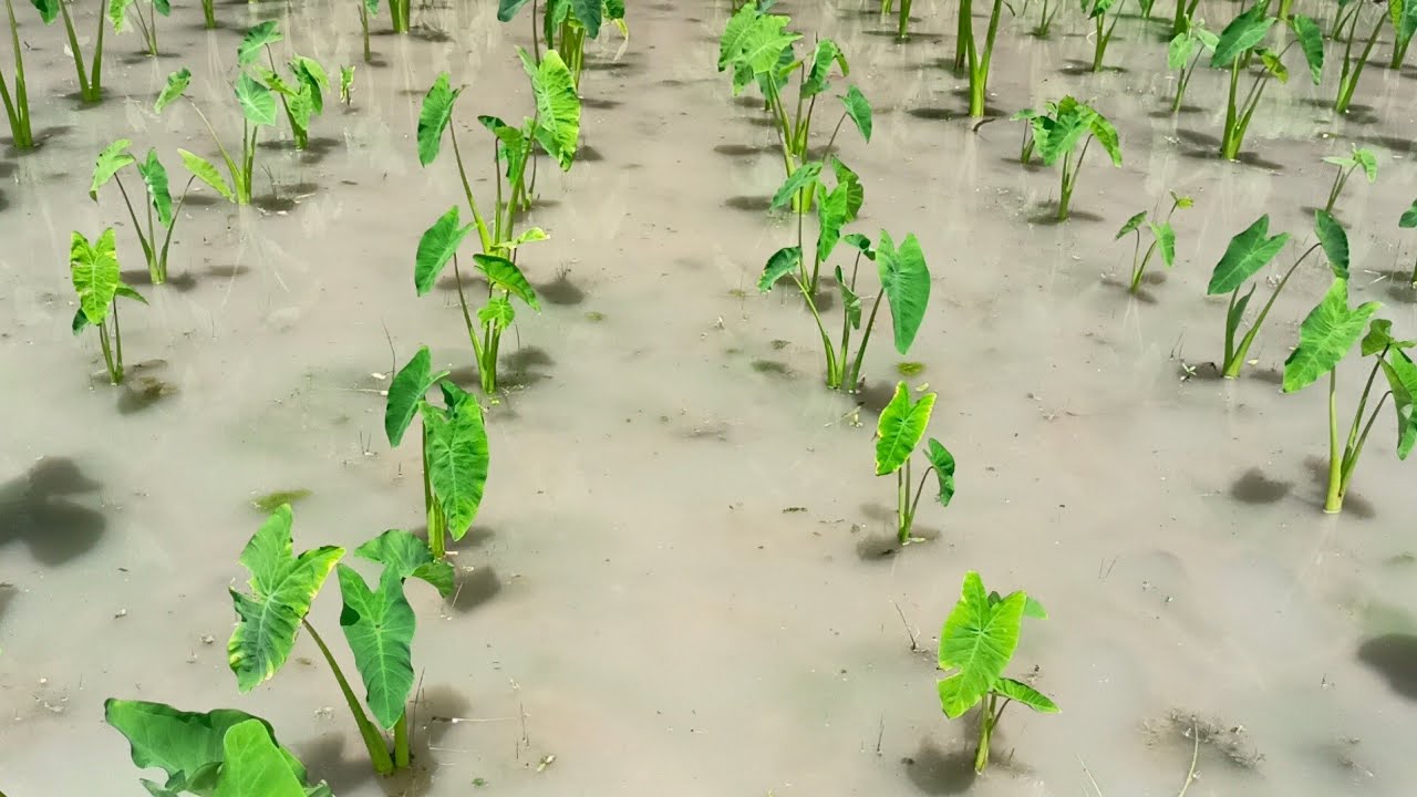 লতি কচু চাষের ভুল গুলো কি⛔ কিভাবে সঠিক চাষ সহজে করা সম্ভব, চারা কোথায় পাবেন দাম কতো #কচু #লতিরাজ