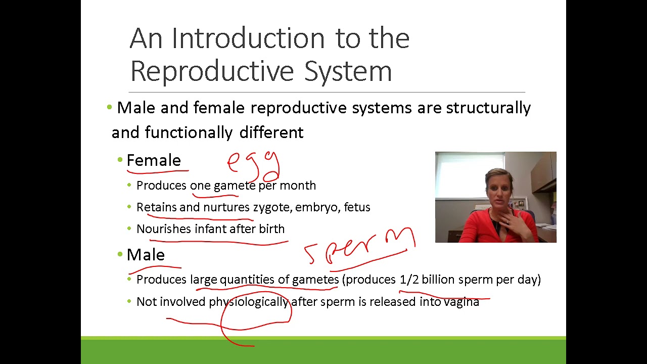 APII Male Reproductive System