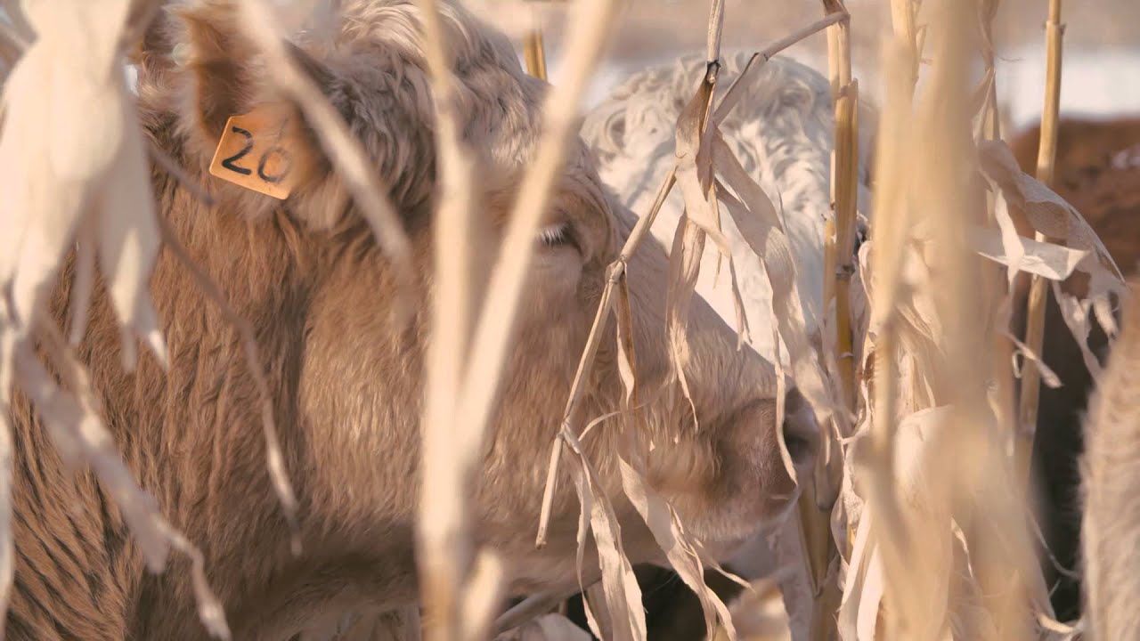 Winter Grazing Systems: Feed Quality in Corn Grazing