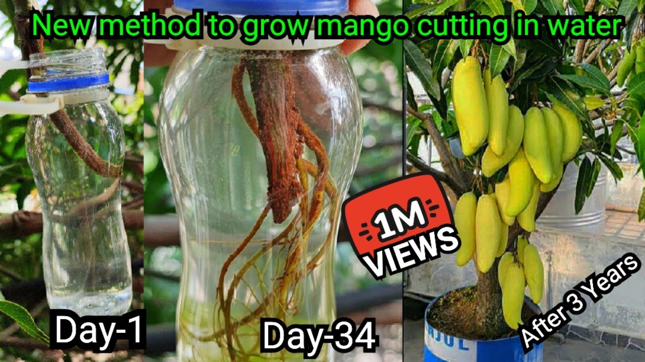 Air Layering in Water ~ New Method to Propagate Mango tree ~ Even a 10 year old can do this trick
