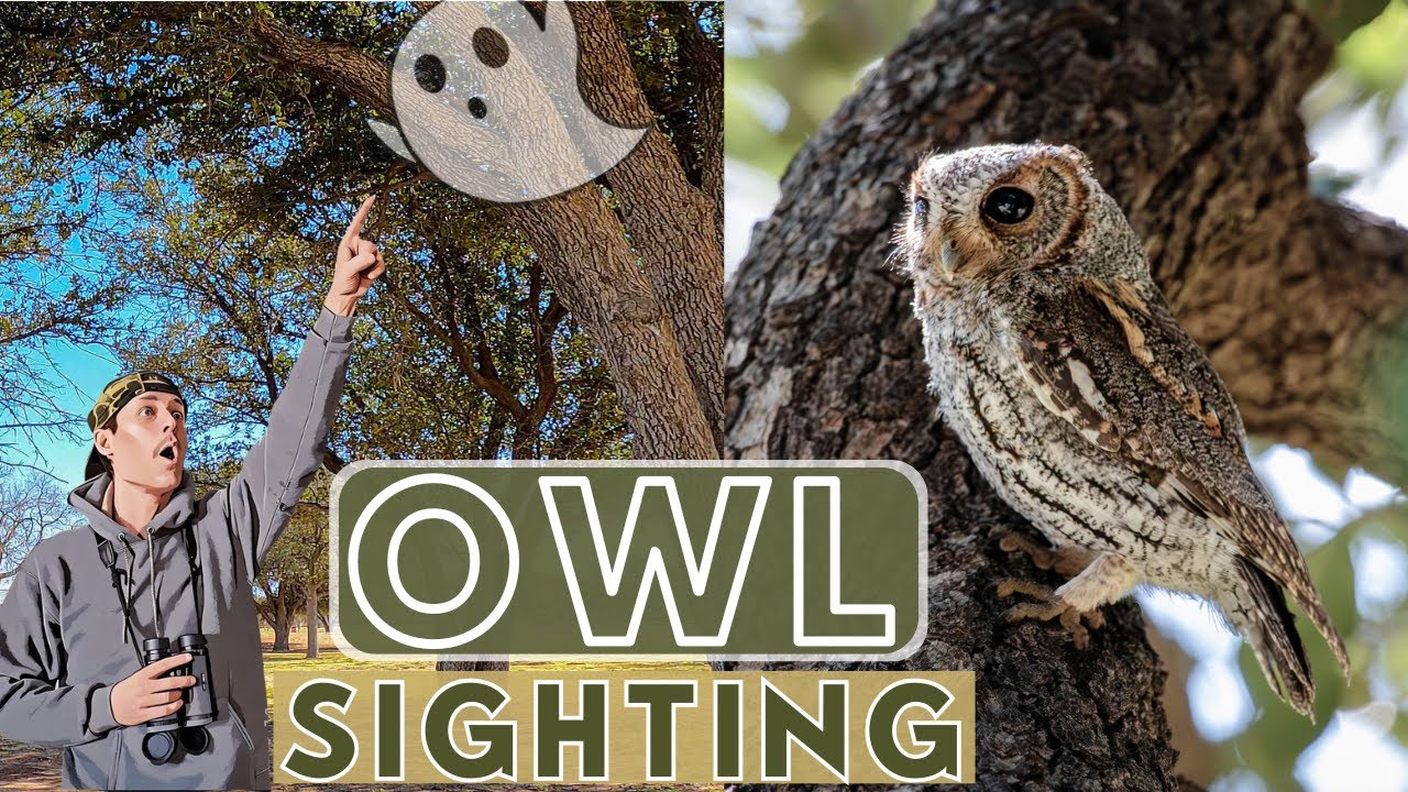 Flammulated Owl Sighting in Broad Daylight!