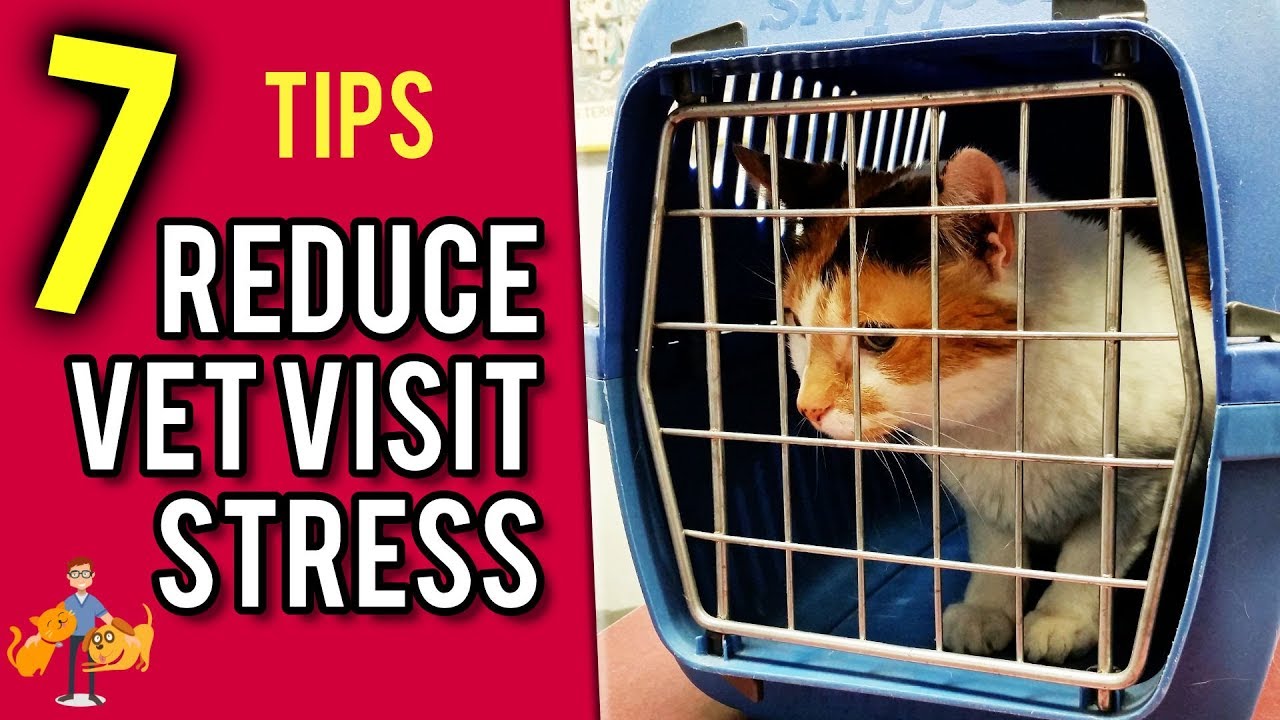 Как отвести кошку к ветеринару (без стресса!) — советы ветеринара Cat Health Vet