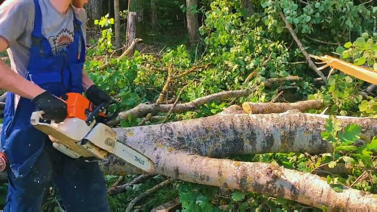 Валка леса в солнечную погоду осины 80 см Stihl MS 361