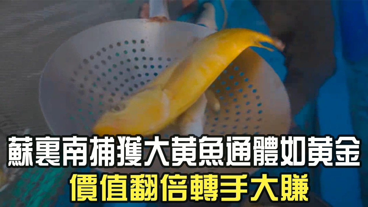 蘇裏南捕獲大黃魚通體如黃金，價值翻倍轉手就大賺#阿牛愛捕魚  #趕海 #捕魚 #網魚 #蘇裏南