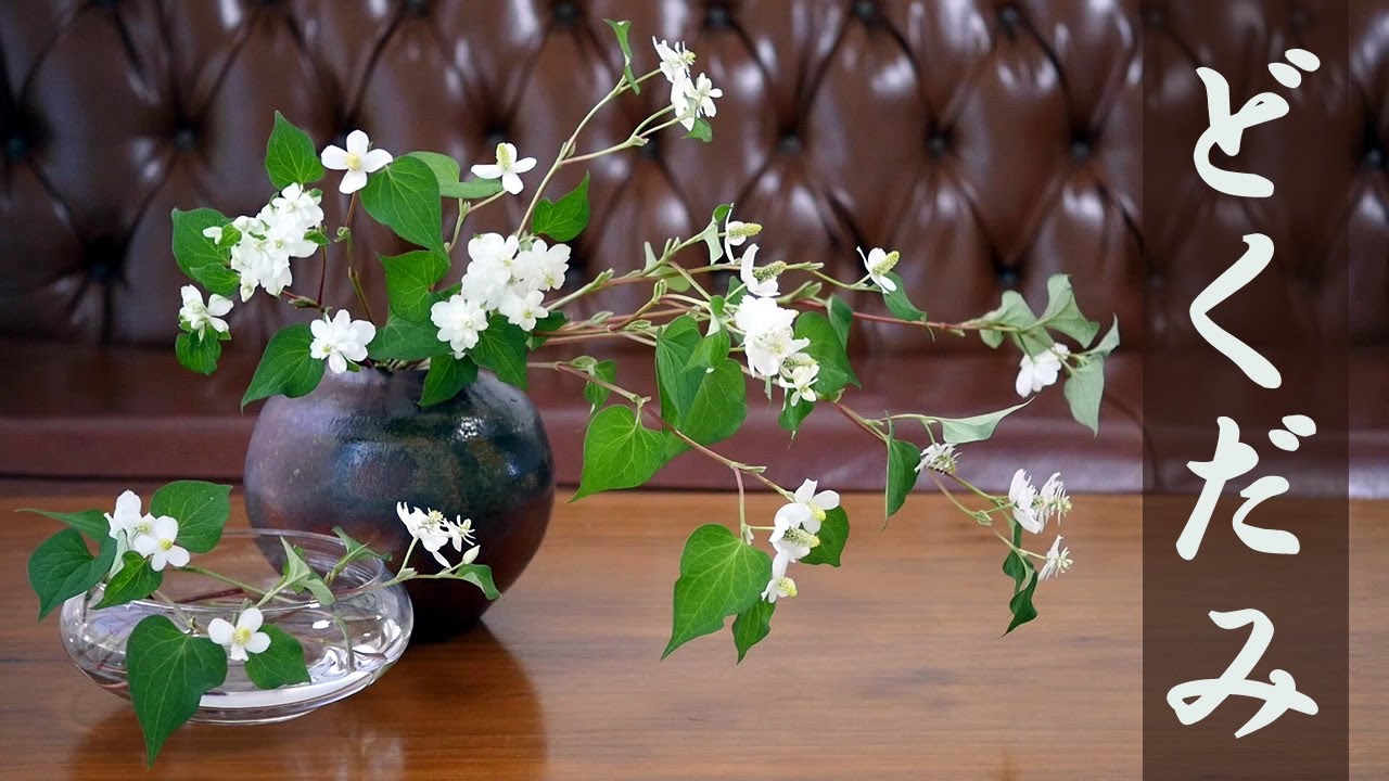 【生け花】最強雑草どくだみ【ikebana】捨てる前に生けてみて！庭の厄介者の魅力発見！十薬/Dokudami/Garden nuisance/德見/花園的滋擾/Nuisance de jardin