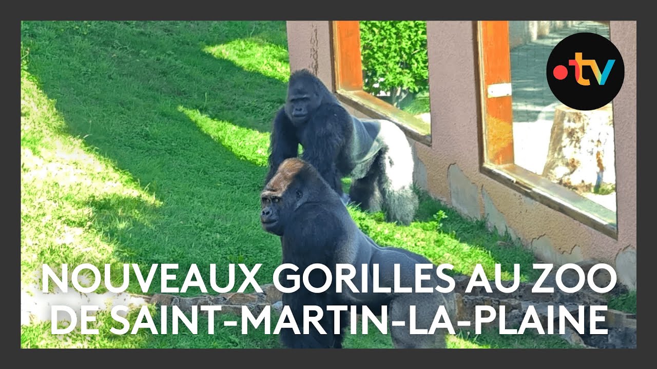 Trois nouveaux gorilles au zoo de Saint-Martin-La-Plaine