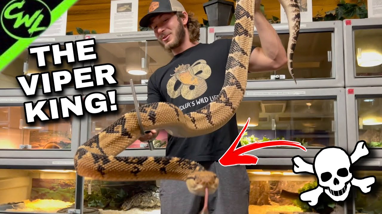 Face 2 Face with BUSHMASTER!!