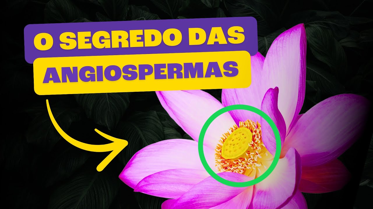 Angiospermas | As Plantas que Dominaram O Mundo!