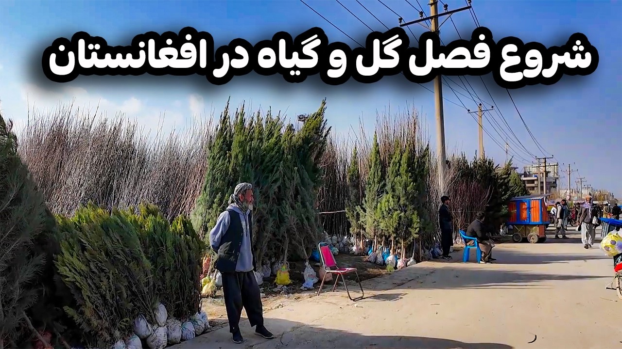 دیدار و گزارش ویژه از آغاز فروشگاه درختان در آستانه فصل بهار