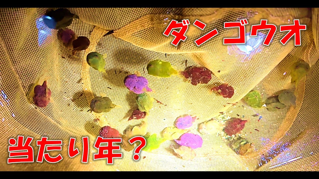 ダンゴウオがいない条件と初めての場所で探すコツ