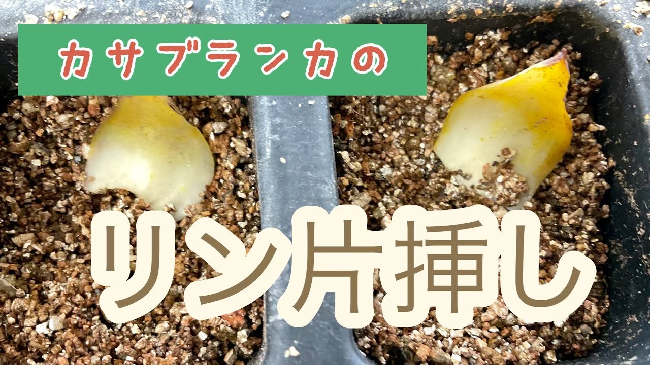 カサブランカのりん片挿し