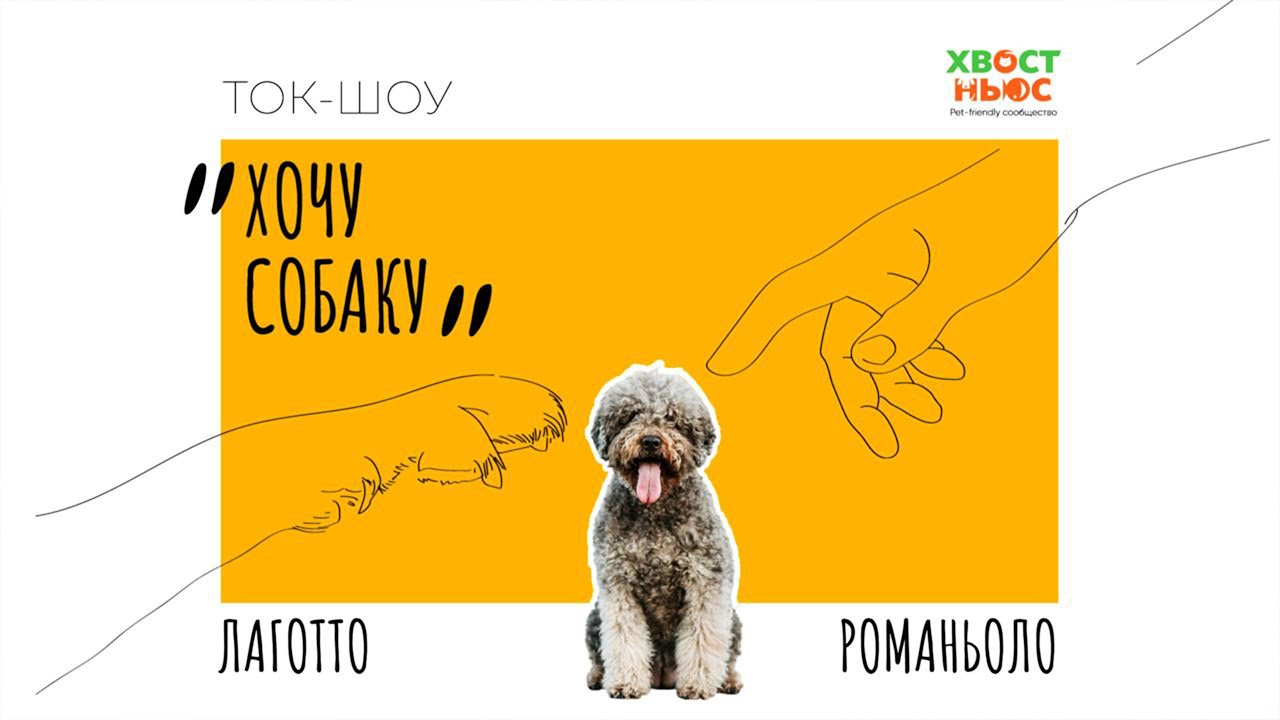 Ток-шоу «Хочу собаку». Лаготто-Романьоло | Как выбрать щенка и ухаживать за породой