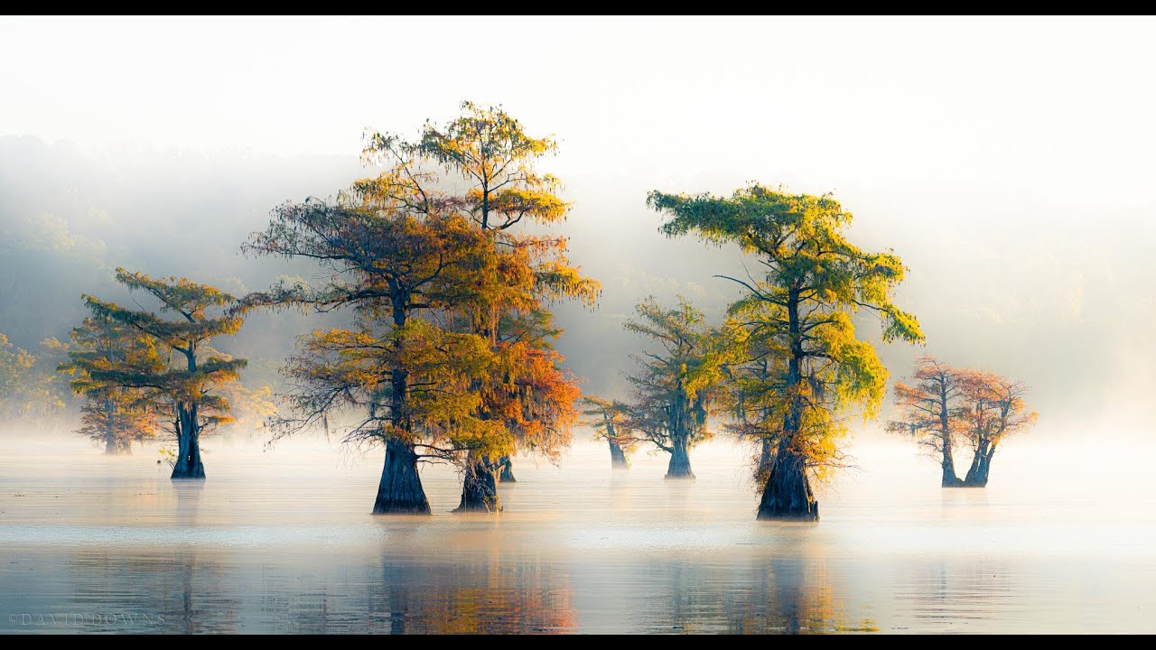Caddo Lake Edit