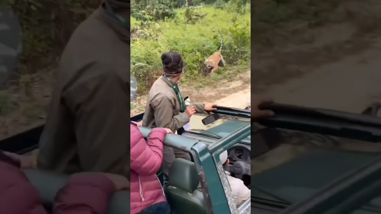 Tiger charging safari gypsy new video #tiger #aana