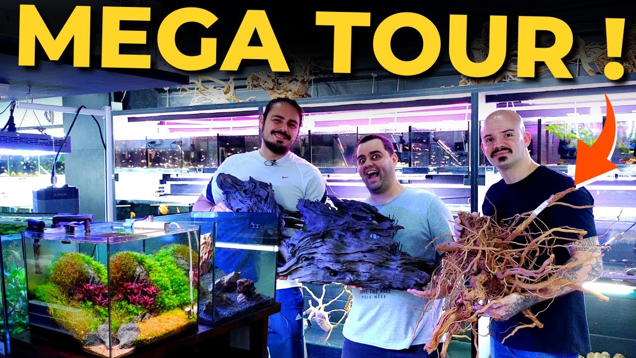 🔴VISITEI UMA  LOJA FANTÁSTICA DE AQUARISMO. TOUR PELA ECOTOP, UMA DAS MAIORES LOJAS! |Mr. Betta|