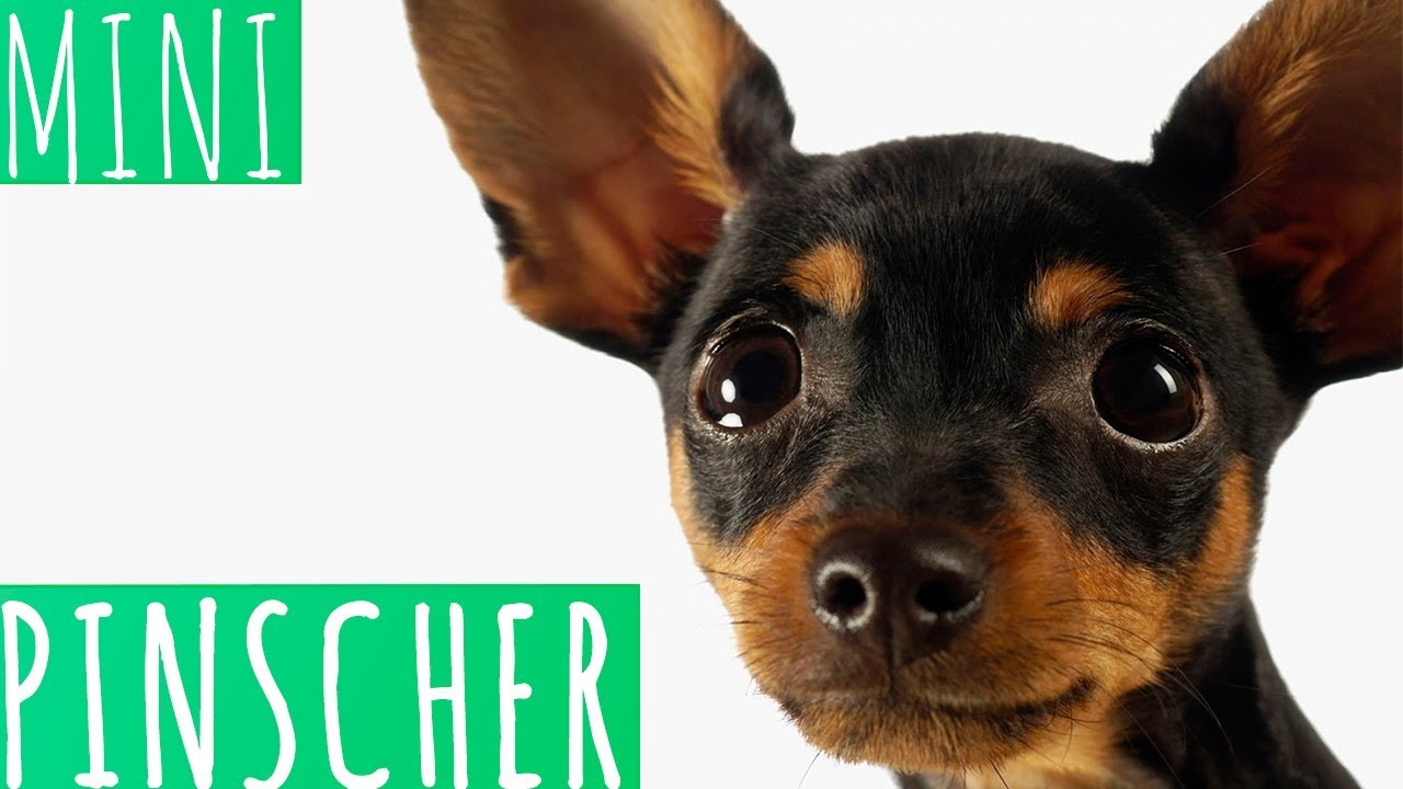 MINI PINSCHER