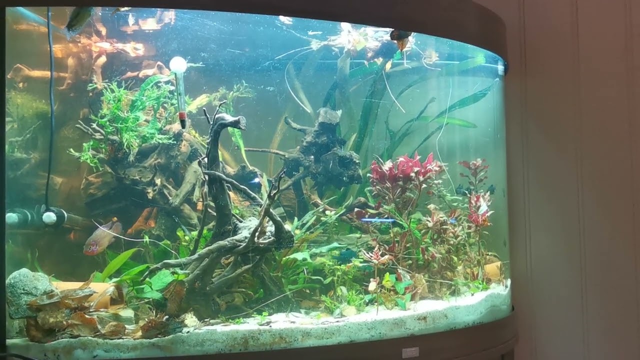 corner akvarium
