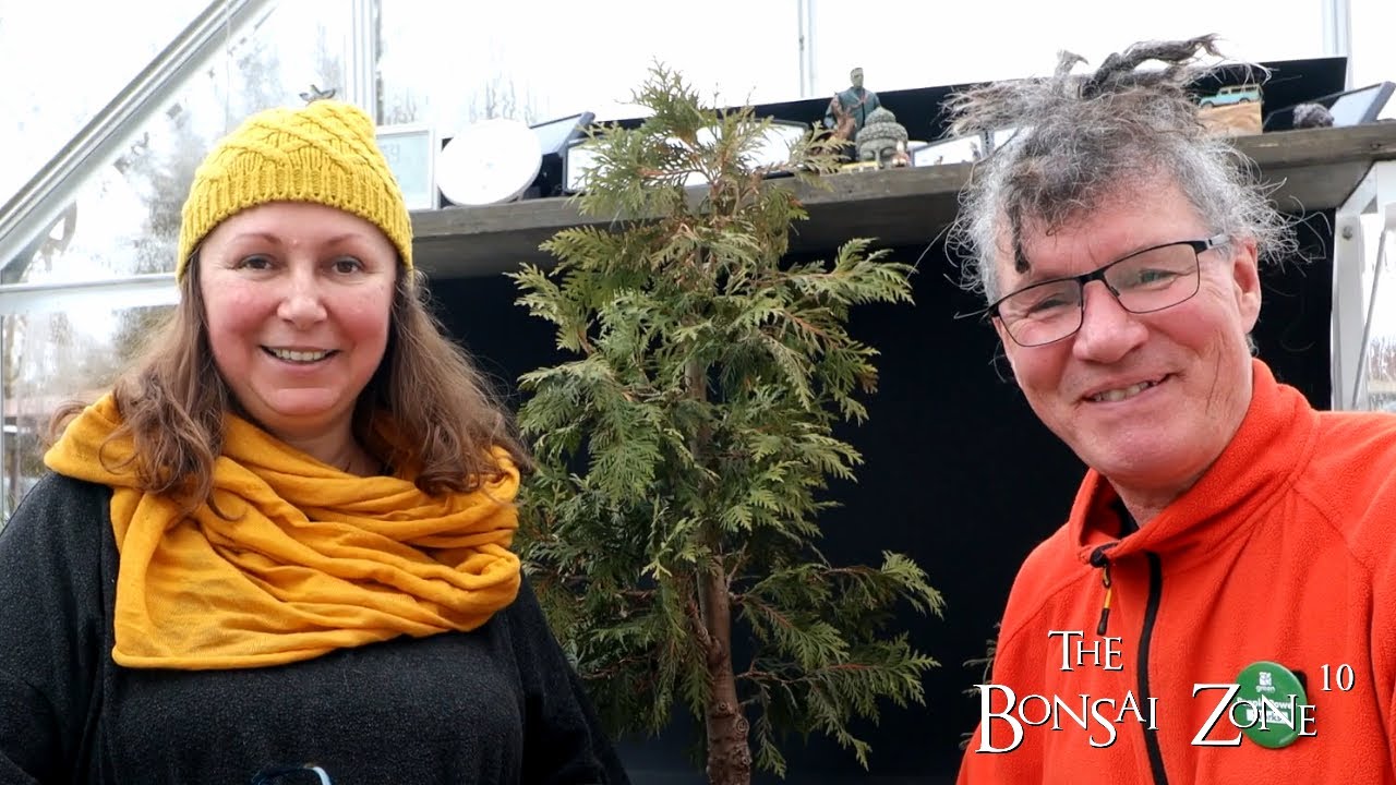 Work on Izabela's Black Cedar Bonsai, The Bonsai Zone, March 2023
