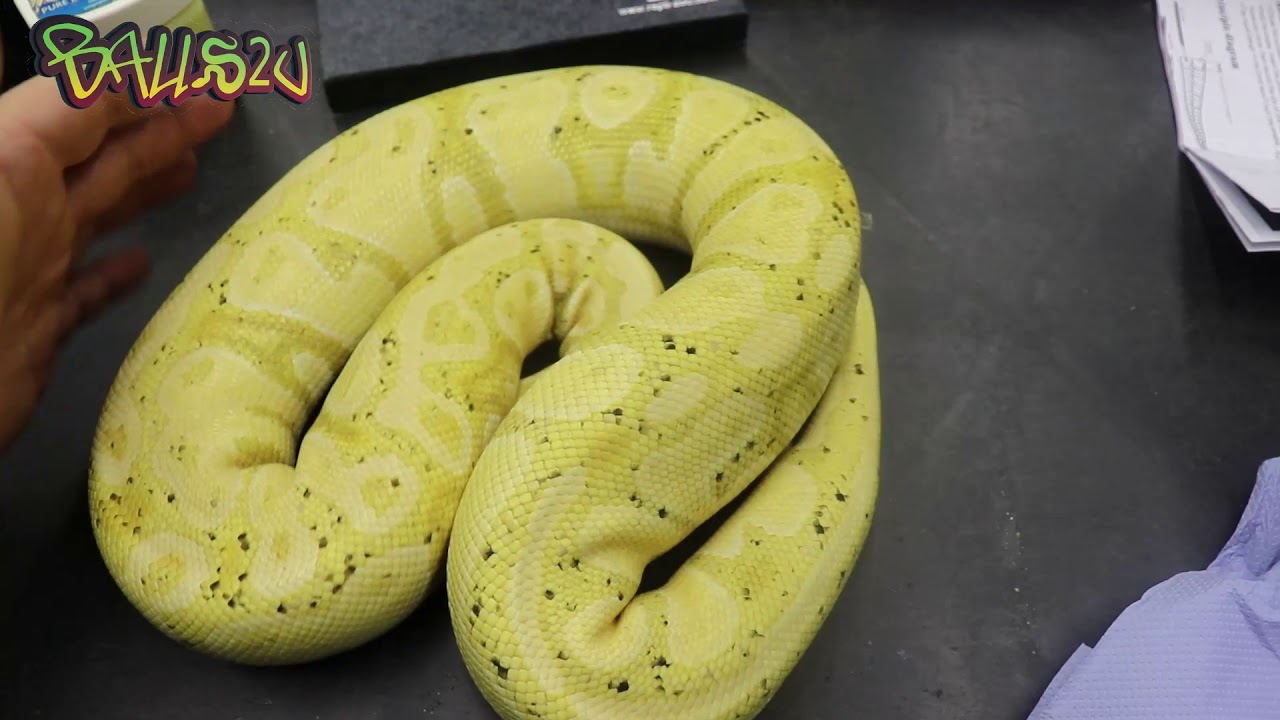 How to Pop and Probe Ball Pythons