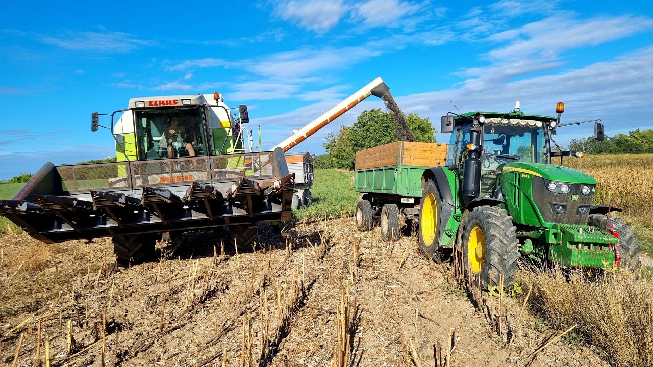 Jó LESZ már a NAPRAFORGÓ?! l Napraforgó aratás - Claas Mega - 2x John Deere [VLOG]