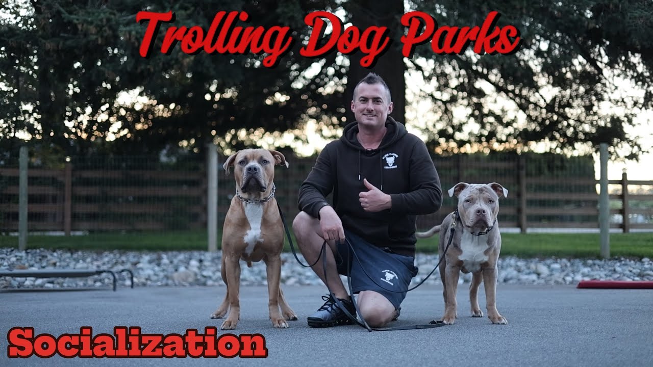 How to socialize your dog - Trolling Dog Parks