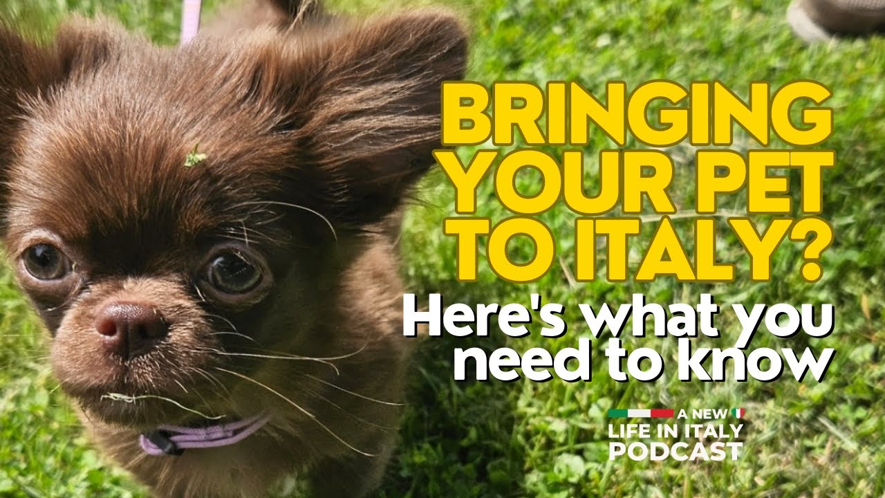 Bringing Your Pet to Italy? Here’s What You Need to Know